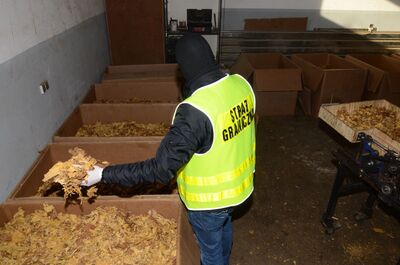 nielegalna krajalnia tytoniu 