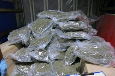 ujawniona marihuana 
