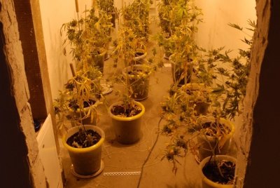 plantacja konopi indyjskich 