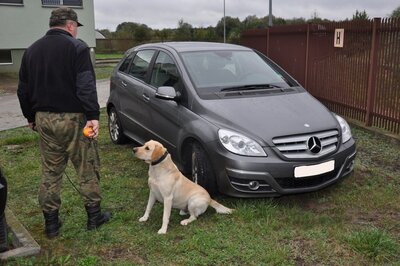 pies służbowy Bolo