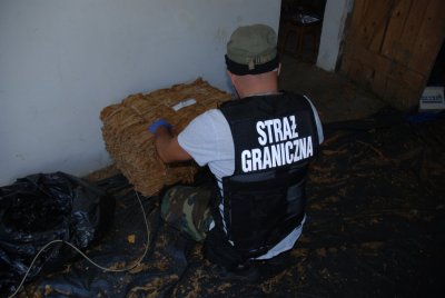 Nielegalny tytoń i krajanka 