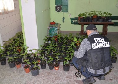likwidacja plantacji konopi przez funkcjonariuszy Nadodrzańskiego OSG 