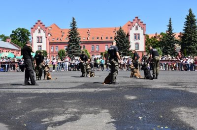 psy służbowe Straży Granicznej 