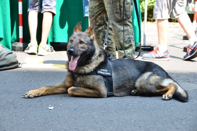 psy służbowe Straży Granicznej 