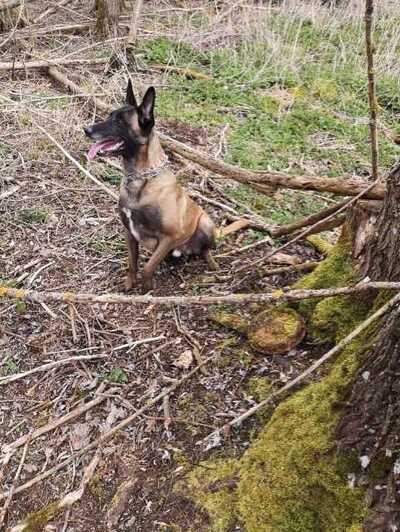 Edo – pies służbowy SG 