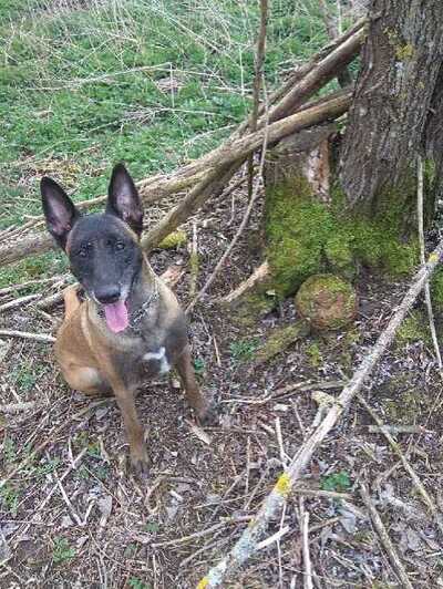 Edo – pies służbowy SG 