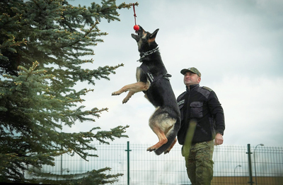 Psy służbowe Straży Granicznej 