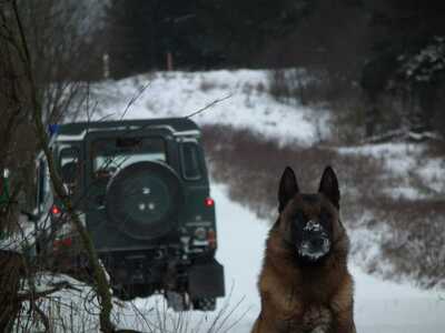 Psy służbowe Straży Granicznej 