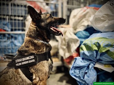 Drops - pies służbowy SG w czasie służby 