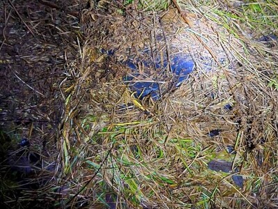 Zabezpieczone nielegalne papierosy Zabezpieczone nielegalne papierosy