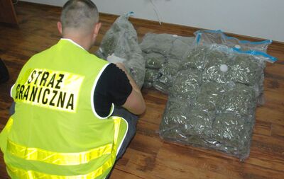 ujawniona marihuana 