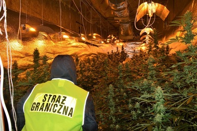 zlikwidowano plantacje konopi indyjskich 